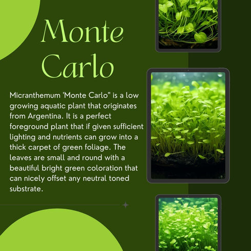 1/3/5 (1) Potted Monte Carlo (Micranthemum Tweediei) Freshwater Plants by Shore Aquatic - Perfect for Aquarium Ground