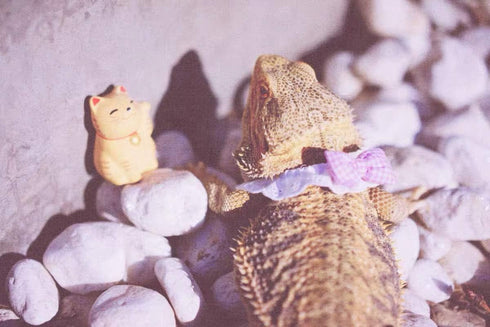 Lizard Bearded Dragons Stretchy Bowtie - Handmade Pink White Plaid Collar with Elastic Lace Decor for Reptiles