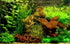 Aquatic Discounts 3 BUY2GET1FREE! Different Types of Beginner/Super Easy Live Aquarium Plants - Bacopa + Hornwort +