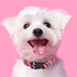 American Flag Dog Collar, 4th of July Adjustable Patriotic Collar for Small Medium Large Dogs, Strong Plastic Buckle