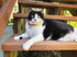 PetSoKoo Four-Leaf Clover Cat Collar with Bell, Breakaway Buckle, Cute Kitten Collar for Girl Boy Cat