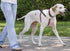 FAIRWIN Leather Dog Leash, 6 Foot, Heavy Duty for Large Medium Small Dogs (5/8", Brown)