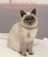 Gold Dog Collar Zircon 14mm Cuban Link Chain, Handmade Iced Out Diamonds Pet Jewelry