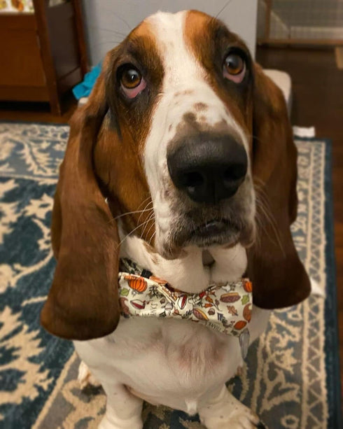 Elegant Little Tail Fall Dog Collar with Bow, Thanksgiving Turkey Bowtie Collar for X-Large Dogs