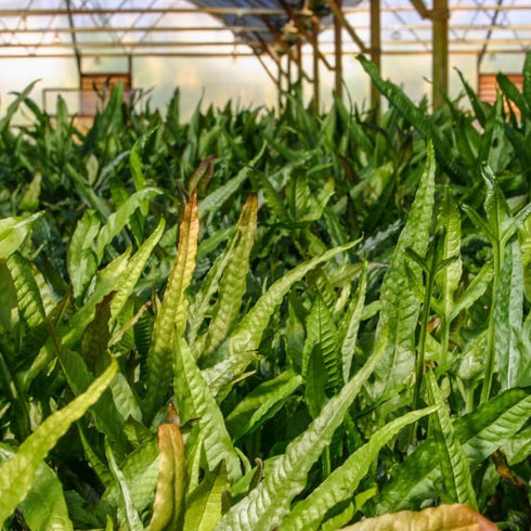 3 1 2-Day X Java Fern | Microsorum Pteropus + Bonus Plant (Tropical Live Aquarium Plants) Arrival