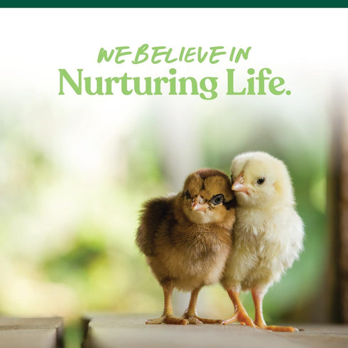 5 lb Manna Pro Medicated Chick Starter Grower Feed, Dried High Protein Chicken Food Crumbles with Amprolium
