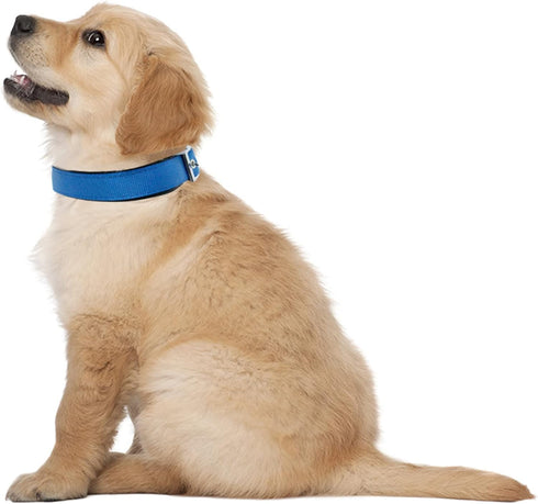 Downtown Pet Supply Deluxe Padded Adjustable Dog Collar - Blue, L - Metal Buckle & D-Ring, Machine Washable & Water