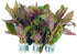 Generic 3xAlternanthera Lilacina Plants, Live Aquarium Plant | Deep Purple & Red Aquatic
