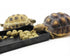 OMEM Reptile Bowl, Large Food and Water Dish, Simulated Wood Grain Surface, Enough Space for Bath, M, Black