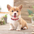 Enjoying Spiked Dog Collar, Adjustable Leather Pet Collar for Kittens and Puppies, Red Small Size