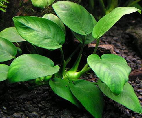 Aquatic Discounts Anubias - Beautiful Live Aquarium Plant, Great for Betta, Guppy, Cherry Shrimp,