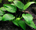 Aquatic Discounts 4 BUY2GET1FREE! Types of Easy/Beginner Live Aquarium Plants - Anubias + Amazon Sword + Ludwigia +