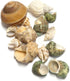 CHINGE ZHI Set, Natural Hermit Crab Shell Small to Medium Size
