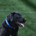 Hyhug Adjustable Solid Nylon Martingale Dog Collar, Anti Escape, Small, Bright Blue