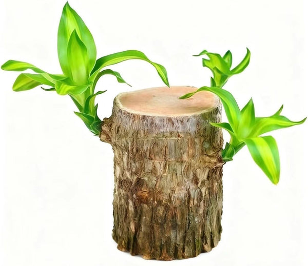 Oulores Brazilian Wood Plant Brazilian Lucky Wood Plant