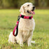 PLUTUS PET Short Dog Leash 10 Inch for Large Dogs with Locking Carabiner Clip & Padded Handle, Pink