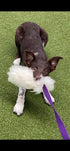 DINGO Dog Toy - Sheepskin Chaser with Long Violet Lead 50", Agility Motivation Reward Tug for Training & Fun