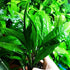 Tall Java Fern Live Aquarium Plant - Microsorum Pteropus for Freshwater Tanks