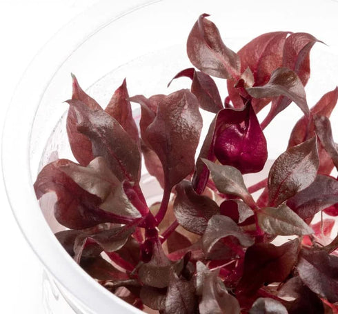 AquaLeaf Aquatics Tissue Culture Live Aquarium Plants | in Vitro Freshwater Aquatic Plants for
