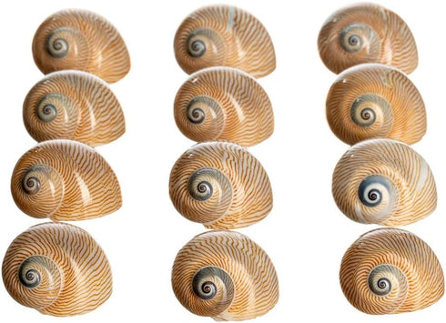 12 3/4"- 1.5" Hermit Crab Shells | Turbo Shells | Natica Lineata Shells | Hermit Crab House for Dcor | Plus Free