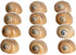 12 3/4"- 1.5" Hermit Crab Shells | Turbo Shells | Natica Lineata Shells | Hermit Crab House for Dcor | Plus Free