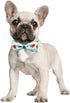 azuza Stylish Watermelon Bowtie Dog Collar for Puppy and Small Dogs
