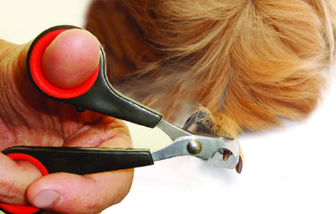Lixit 4 Piece Grooming Kits for Rabbits, Guinea Pigs and Other Small Animals