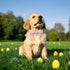 Maca Bates Easter Day Dog Collar with Bow Tie, Adjustable Pink Eggs Collar for Small Medium Large Dogs