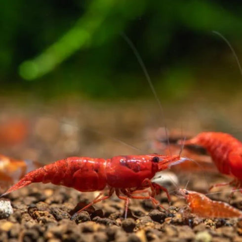 Swimming (20, Creatures Premium Neocaridina Shrimp Freshwater Aquarium Shrimp Premium FIRE RED)