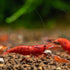 Swimming (20, Creatures Premium Neocaridina Shrimp Freshwater Aquarium Shrimp Premium FIRE RED)