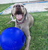 Jolly Pets Teaser Ball Dog Toy, Extra Large 10 Inches, Blue (1510 BL)