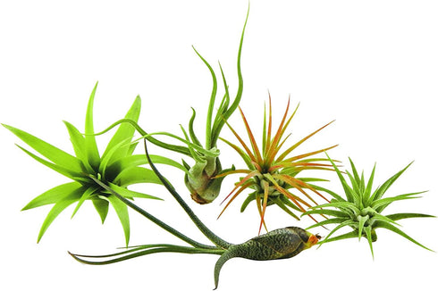 Rainforest Grown 5 Pack Assorted Air Plants - Live Tillandsia - Easy