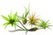 Rainforest Grown 5 Pack Assorted Air Plants - Live Tillandsia - Easy