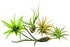 Rainforest Grown 5 Pack Assorted Air Plants - Live Tillandsia - Easy