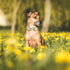 Elegant Sunflower Print Dog Collar, Adjustable Soft Bow Tie Collar for Medium Dogs