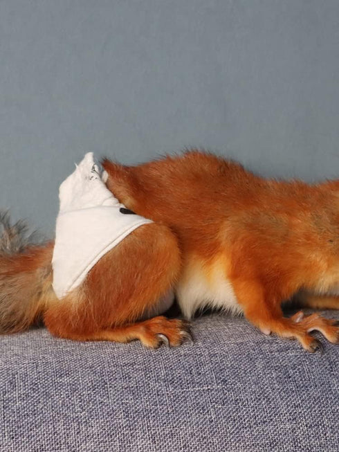 WCDJOMOP (3.9" 6.3"), 3 Reusable Washable Squirrel Diapers, Highly Absorbent with Strong & Flexible Pants No Leak