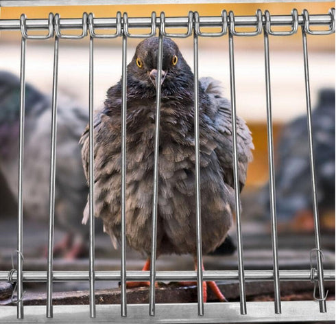 Pigeon Bird Cage Door Coop, Automatic Chicken Wire Frame Cages Supply (29 x 26cm)