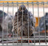 Pigeon Bird Cage Door Coop, Automatic Chicken Wire Frame Cages Supply (29 x 26cm)