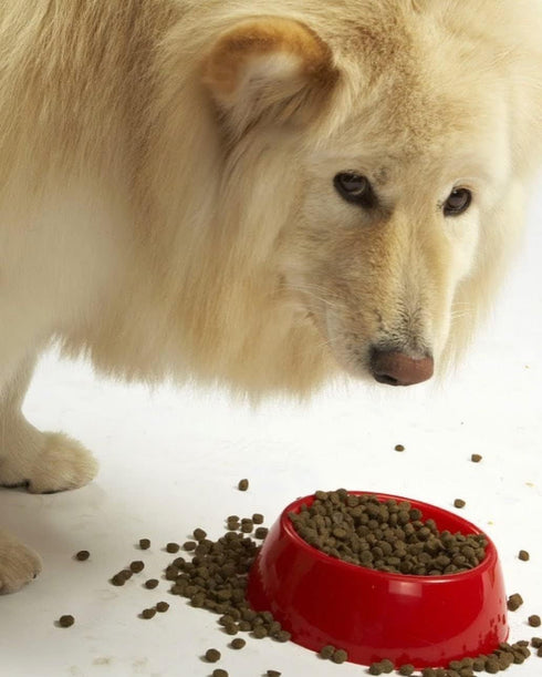Evanger's Super Premium Gamebird Recipe with Coconut Oil Dry Food for Dogs