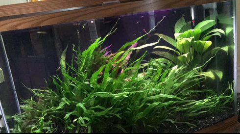 3X Marcus Fish Tanks - Java Fern Microsorum Pteropus Easy Live Aquarium Plants Aquatic Fish Tank Plants