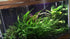3X Marcus Fish Tanks - Java Fern Microsorum Pteropus Easy Live Aquarium Plants Aquatic Fish Tank Plants
