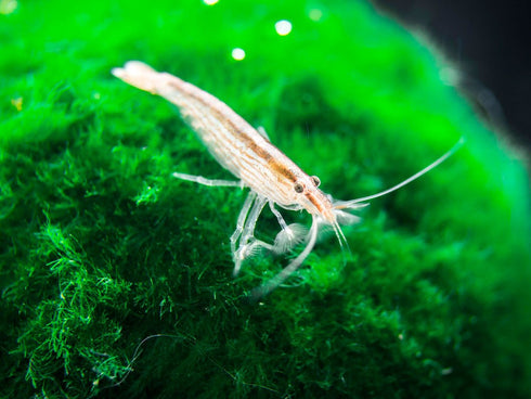 Aquatic Arts 2 Small Freshwater Bamboo Shrimp (Live Singapore Flower Shrimp) |