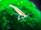 Aquatic Arts 2 Small Freshwater Bamboo Shrimp (Live Singapore Flower Shrimp) |
