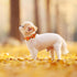 Fall Dog Bow Tie Collar - Adjustable Thanksgiving Cotton Collars with Gold Metal Buckle for X-Large Dogs