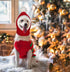 Lifeunion Funny Christmas Dog Hat Costume - Red Knit Snood Beanie with Pompon, Warm Winter Headwear (X-Small)