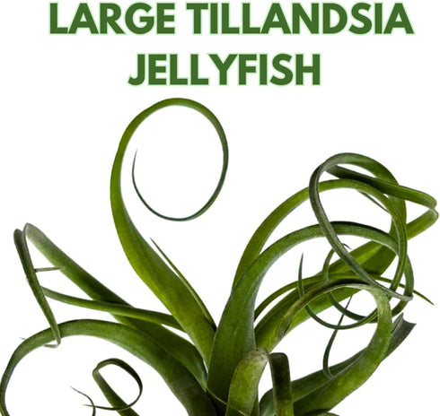 BubbleBlooms Large Hanging Tillandsia Jellyfish Plant