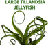 BubbleBlooms Large Hanging Tillandsia Jellyfish Plant