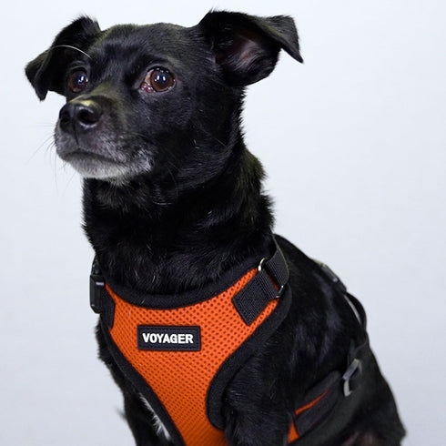Voyager Step-in Lock Pet Harness - Adjustable All Weather Mesh Harness for Cats and Dogs, Orange/Black Trim, S