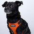 Voyager Step-in Lock Pet Harness - Adjustable All Weather Mesh Harness for Cats and Dogs, Orange/Black Trim, S