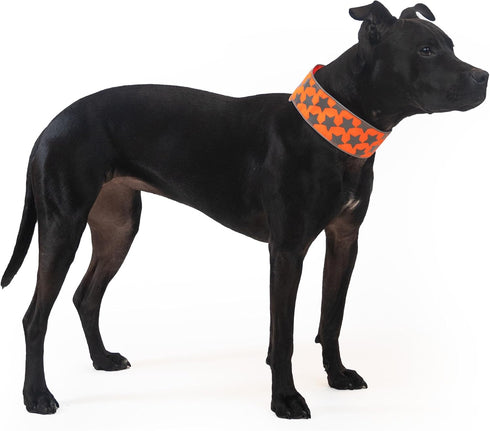 Reflective Dog Collar - Fluorescent Blaze Orange with Adjustable Fastener for Small, Medium & Large Pets, High